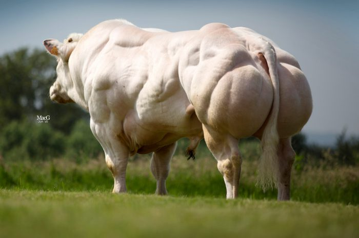 Khi được sử dụng trong các chương trình lai tạo giữa các giống bò sữa hoặc bò thịt khác, chúng làm tăng năng suất thịt xẻ từ 5 - 7% so với dòng mẹ.