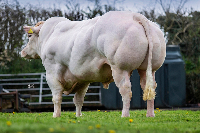 Bởi, hình ảnh những chú bò này khác xa với các giống bò thường thấy tại Việt Nam.