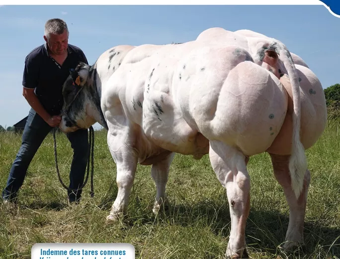 "Việt Nam nhập bò giống 3B về lấy tinh hoặc nhập tinh bò 3B về phối giống với bò cái trong nước để thích nghi với thổ nhưỡng địa phương.