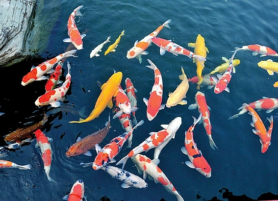 Năm 1914, Nhật Bản tổ chức triển lãm cá chép Koi đầu tiên tại Tokyo và tỉnh Niigata, Nhật Bản nhằm tôn vinh hoàng tử Hirohito ( Thiên Hoàng Showa) . Nhờ có sự kiện này, cá Koi được biết đến rộng rãi và ngày càng được yêu thích tại nhiều quốc gia khác trên thế giới, trong đó có Việt Nam.