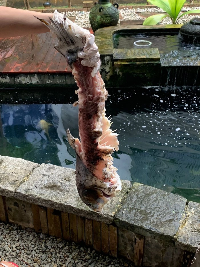 Xung quanh ao vườn nhà, Kieran McCarthy có lắp đặt hàng rào bảo vệ nhưng không thể ngờ rằng có ngày rái cá lọt qua được.