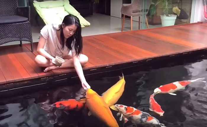 Cá Koi là một trong những loài cá đắt đỏ nhất trên thế giới với một số con có giá lên tới 2.874 USD, tương đương khoảng hơn 71 triệu đồng. Năm 2016, Nhật Bản xuất khẩu tới 295 tấn cá Koi, thu về hơn 32 triệu bảng USD.