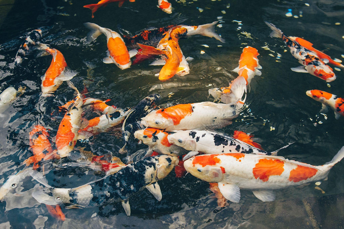Cá Koi là tên gọi của loài cá chép nhiều màu, có tên khoa học là Cyprinus carpio. Cá Koi còn được gọi là Nishikigoi,với khoảng 200 loại khác nhau. Đây là một loài cá có vẻ ngoài tuyệt đẹp với hoa văn cũng như cách phối màu vô cùng đẹp mắt. Nếu bạn đã từng chiêm ngưỡng chúng thì sẽ không có gì ngạc nhiên khi Koi đang là một loài cá phổ biến hiện nay.