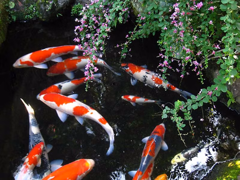 Trong khi đó, tại Anh, rái cá được pháp luật bảo vệ. Chúng từng suýt tuyệt chủng ở nước này vào những năm 1960 do việc sử dụng thuốc trừ sâu. Chúng đang dần trở lại nhờ nước sạch hơn, nguồn cá tốt hơn và cách quản lý bờ sông có những thay đổi tích cực.