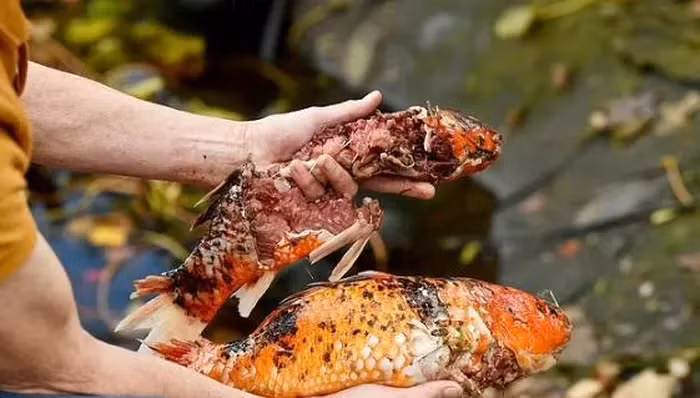 Mới đây, Kieran McCarthy, 68 tuổi, giáo viên về hưu "hoàn toàn tuyệt vọng" sau khi rái cá lẻn vào ao nhà ăn thịt 106 con cá Koi. Cuộc tấn công hi hữu diễn ra trong khoảng 5 ngày trước khi bị chủ nhà phát hiện. Kieran McCarthy đã chăm sóc đàn cá Koi yêu quý trong ao vườn nhà suốt 25 năm qua vô cùng đau lòng trước lần mất mát số lượng lớn như vậy.