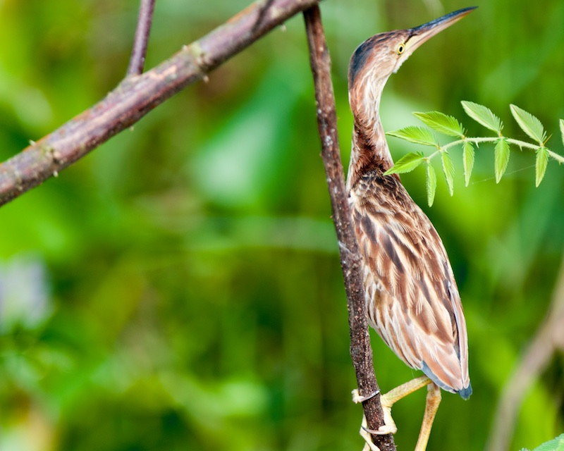 Nó đã được ghi nhận như là một loài lang thang ở Alaska và có một ghi chép về sự hiện diện duy nhất từ Anh, từ hồ Radipole, Dorset vào ngày 23 tháng 11 năm 1962 - tuy nhiên, Bou đã luôn luôn coi sự xuất hiện này có xuất xứ không chắc chắn và hiện nay nó không được chấp nhận vào Danh sách chính thức của Anh.