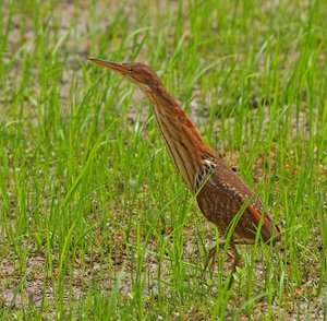 Cò lửa có nguồn gốc Cựu thế giới, sinh sản ở phần lớn Tiểu lục địa Ấn Độ, phía đông Nhật Bản và Indonesia. Nó chủ yếu là chim định cư, nhưng một số loài chim phía Bắc di chuyển khoảng cách ngắn.