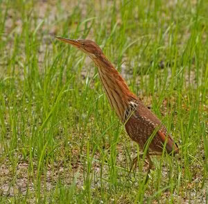 Cò lửa có nguồn gốc Cựu thế giới, sinh sản ở phần lớn Tiểu lục địa Ấn Độ, phía đông Nhật Bản và Indonesia. Nó chủ yếu là chim định cư, nhưng một số loài chim phía Bắc di chuyển khoảng cách ngắn.