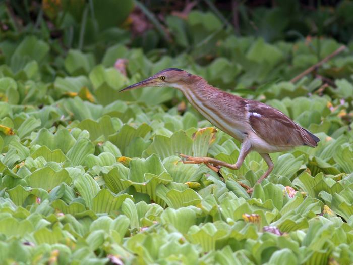 Lực lượng kiểm lâm xác định đây là cò lửa lùn, tên khoa học là Ixobrychus Sinensis.