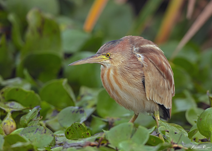 Cò lửa lùn hay cò lùn xám là một loài chim thuộc Họ Diệc.