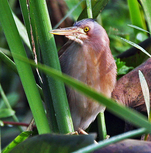 Người phụ nữ mở cửa để con chim bay đi nhưng nó không bay. Gia đình cũng không biết chim gì nên gọi báo cho Chi cục Kiểm lâm TP HCM với mong muốn con chim được chăm sóc, nuôi dưỡng tốt hơn.