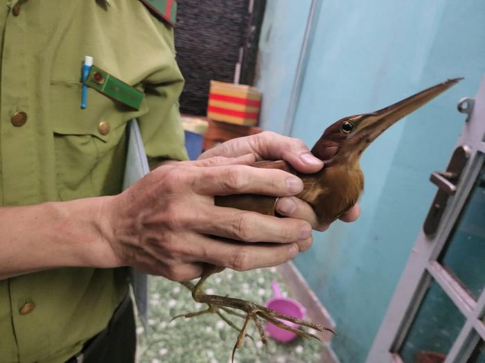 Trước đó bà Lê Thị Y (60 tuổi, ngụ phường 17, quận Gò Vấp) phát hiện một con chim ở gần khu vực nhà tắm.