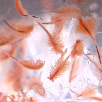 Có một thực tế là con cái của loài này không cần con đực để sinh sản vì chúng có thể đẻ trứng nở ngay lập tức. Tuy nhiên, nếu điều kiện không thuận lợi, trong trường hợp nhiệt độ khắc nghiệt hoặc thiếu thức ăn, con cái đẻ ra trứng có vỏ cứng. Những quả trứng này chứa ấu trùng phát triển đầy đủ và sẽ chui ra khỏi vỏ khi gặp điều kiện thuận lợi.