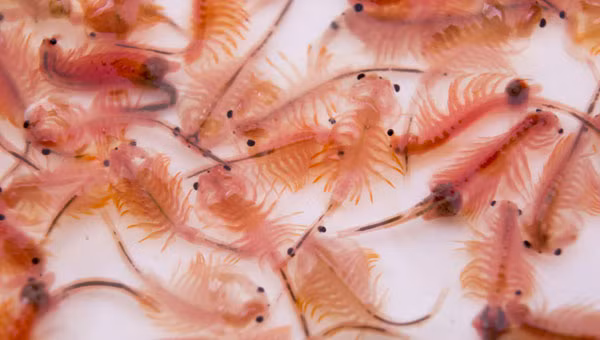 Vào đầu những năm 90, một số người tìm kiếm xăng dầu gần Hồ Muối Lớn đã đào và tìm thấy một loạt các vỏ cứng này do Artemia Salina sản xuất. Khi mang vỏ lên bờ, chúng nở ra nhưng ấu trùng bên trong đã là con trưởng thành, theo nghiên cứu của các chuyên gia.