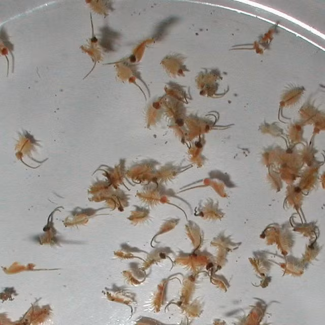 Màu phụ thuộc vào nồng độ muối, với nồng độ cao đem lại cho chúng một màu hơi đỏ. Trong nước ngọt, Artemia salina chết sau khoảng một giờ. Nó ăn chủ yếu tảo xanh.