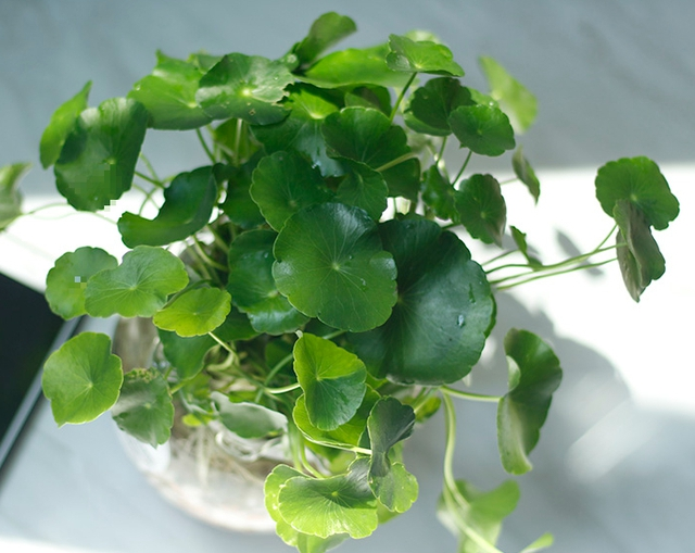 Cay co len chau thanh cay phong thuy mang may man-Hinh-2