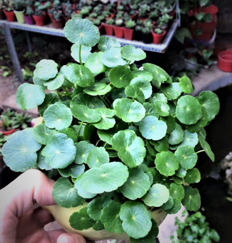 Cay co len chau thanh cay phong thuy mang may man