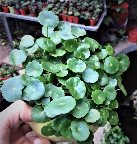 Cay co len chau thanh cay phong thuy mang may man