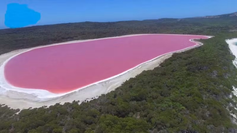  2. Hồ Hillier (Úc): Hồ Hillier trên một bản đồ thường chỉ là hình bầu dục với màu xanh quen thuộc. Tuy nhiên, nếu mở một bản đồ vệ tinh, bạn sẽ thấy hồ nước có màu hồng nhạt.