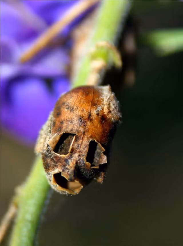 Tuy nhiên, khi bắt đầu héo đi và các hạt rơi xuống, loài hoa “biến hình” kỳ lạ, trở thành hình dáng khá giống với những chiếc “đầu lâu” thu nhỏ.