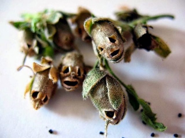 Chúng khá phổ biến ở những khu vườn thuộc châu Âu, Mỹ hay Bắc Phi. Sở dĩ gọi là hoa rồng bởi người ta đặt theo hình dáng của chúng.