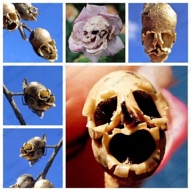 Giải thích trên phương diện khoa học, nhà sinh hóa học kiêm blogger Johanna L. Roose cho rằng tất cả là nhờ vào cấu trúc đặc biệt và sự đối xứng hai chiều của nó.