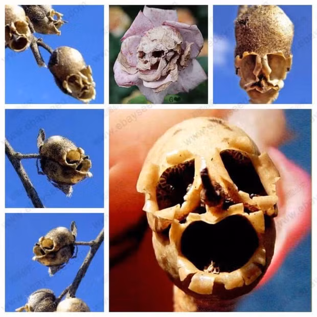 Giải thích trên phương diện khoa học, nhà sinh hóa học kiêm blogger Johanna L. Roose cho rằng tất cả là nhờ vào cấu trúc đặc biệt và sự đối xứng hai chiều của nó.