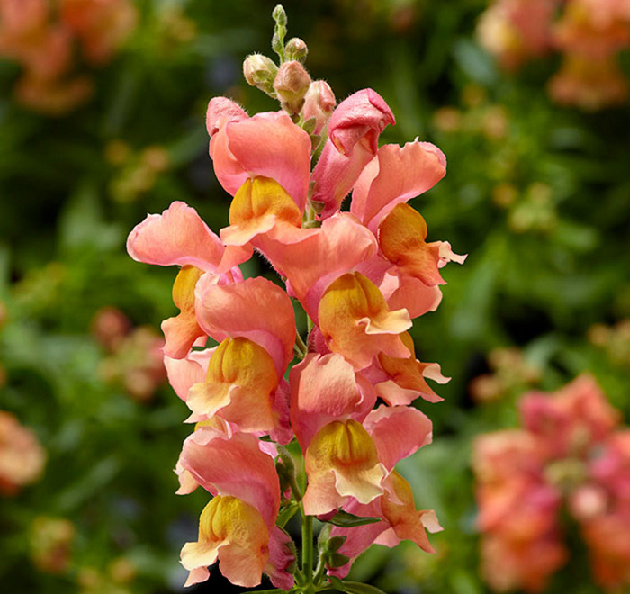 Hình thù kỳ dị của loài hoa trong bóng tối có thể khiến người lần đầu chứng kiến thấy hoảng sợ. Điều này khiến hoa rồng còn gắn với nhiều câu chuyện kỳ bí xung quanh.