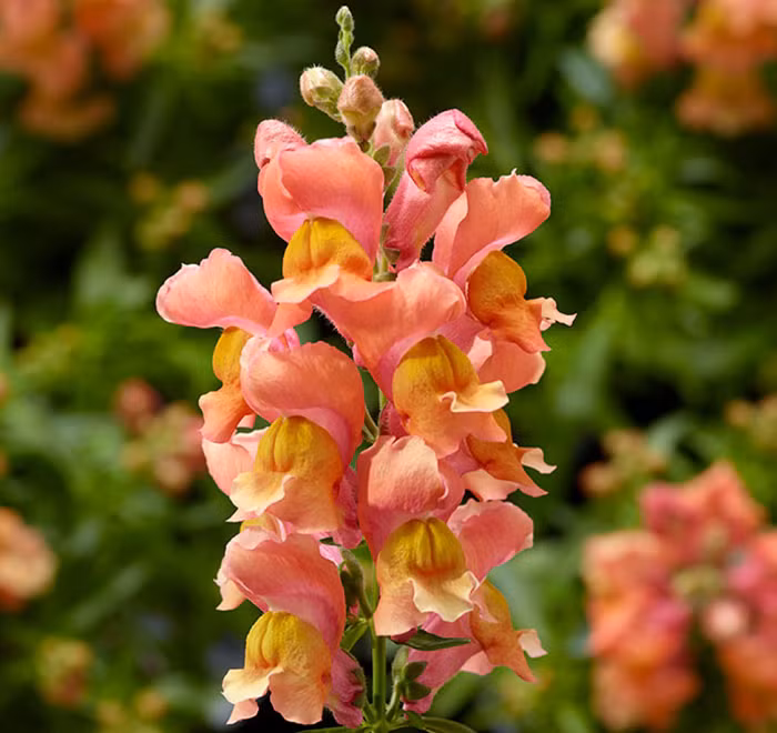 Hình thù kỳ dị của loài hoa trong bóng tối có thể khiến người lần đầu chứng kiến thấy hoảng sợ. Điều này khiến hoa rồng còn gắn với nhiều câu chuyện kỳ bí xung quanh.