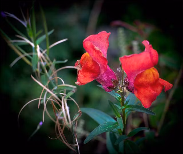  Hoa rồng snapdragon (hay còn gọi là hoa rồng hoặc hoa mõm sói), có tên khoa học Antirrhinum, được xếp là một trong những loài thực vật kỳ lạ nhất thế giới.