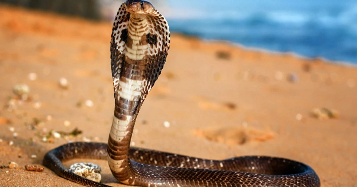 Hai loại rắn không có nọc độc, rắn mũi lợn và rắn hoa cỏ sọc, cũng dựng đứng lên và phồng mang nhưng không được xem là "rắn hổ mang"; tương tự như vậy, một số loài rắn có nọc độc, chẳng hạn như rắn mamba đen, cũng có khả năng bành phần da cổ ra nhưng không được gọi là "rắn hổ mang".