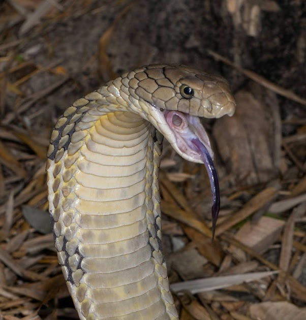 Tuy nhiên, một số con rắn hổ mang trưởng thành có khả năng kiểm soát nọc độc, vì vậy có những trường hợp con vật không tiết ra nọc độc khi cắn. Thông thường việc này chỉ xảy ra khi con rắn bị đe dọa hoặc muốn xua đuổi những con vật định giết nó. &gt;&gt;&gt;Xem thêm video: Người đàn ông bị rắn hổ mang chúa cắn sắp được xuất viện (Nguồn: VTC Now)