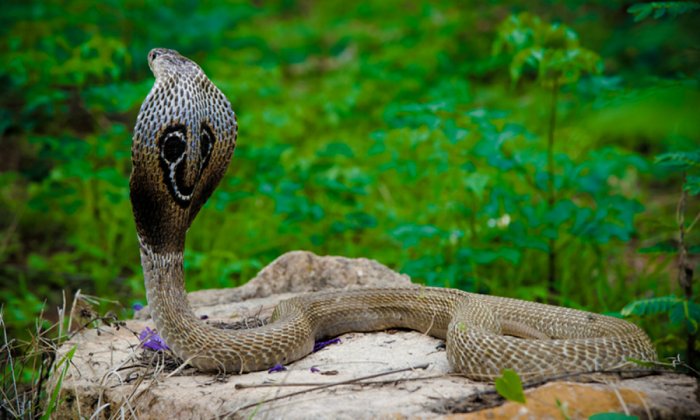 Sau đó, Deepak được bố mẹ đưa đến trung tâm y tế gần nhà. Theo chẩn đoán của bác sĩ, các vết bị rắn cắn của cậu bé đều là "vết cắn khô", tức là con rắn hổ mang không tiết nọc độc khi cắn. Vì vậy Deepak không bị ảnh hưởng đến tính mạng, các vết thương phục hồi cũng rất nhanh.