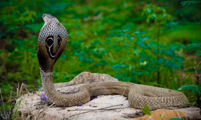 Sau đó, Deepak được bố mẹ đưa đến trung tâm y tế gần nhà. Theo chẩn đoán của bác sĩ, các vết bị rắn cắn của cậu bé đều là "vết cắn khô", tức là con rắn hổ mang không tiết nọc độc khi cắn. Vì vậy Deepak không bị ảnh hưởng đến tính mạng, các vết thương phục hồi cũng rất nhanh.