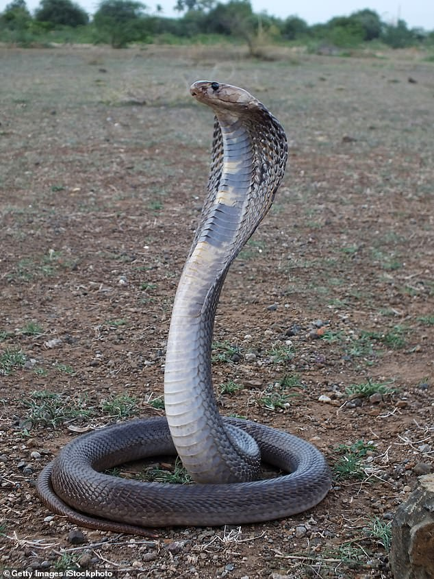 Rắn hổ mang là tên gọi chung của nhiều rắn độc thuộc họ Rắn hổ, hầu hết trong số đó thuộc chi Naja.