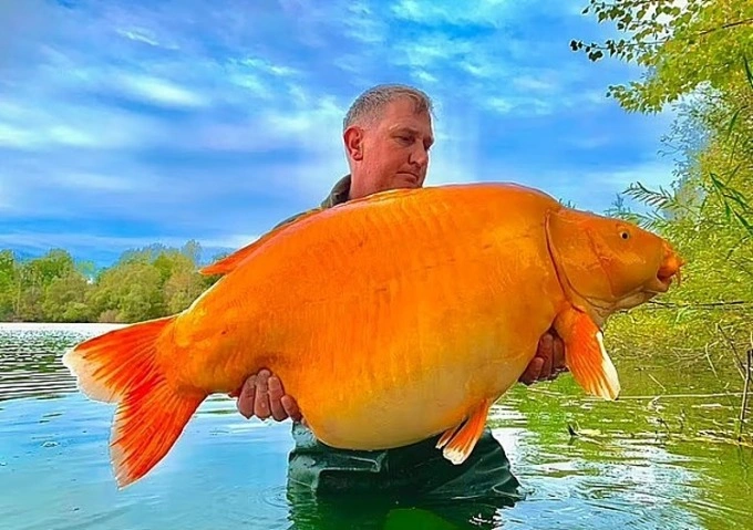 Người phát ngôn của Blue Water Lakes, ông Jason Cowler, tiết lộ với báo USA Today rằng The Carrot được thả vào hồ cách đây 15 năm và con cá 20 tuổi này là một thách thức thực sự đối với cộng đồng câu cá.