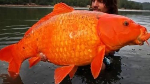 The Carrot gần như không cắn câu cho đến đầu tháng này, khi nó bị ông Hackett "khuất phục".