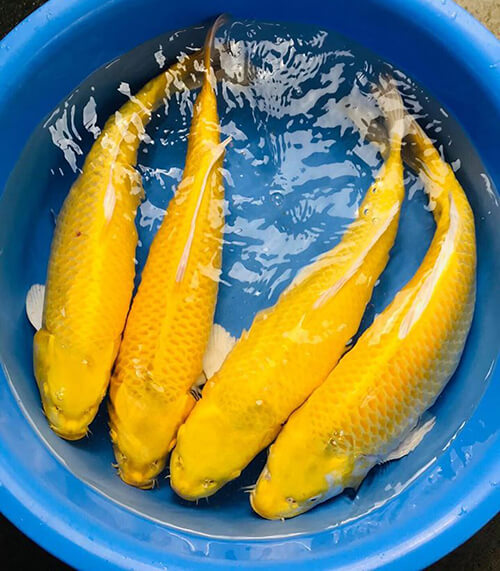 Khi bạn nhìn vào những con cá Koi xinh đẹp, thật khó để tưởng tượng rằng chúng thực ra là “hậu duệ” của loài cá chép thông thường. Qua quá trình thay đổi đáng kinh ngạc, giờ đây đã có rất nhiều điểm khác biệt giữa cá koi và cá chép.