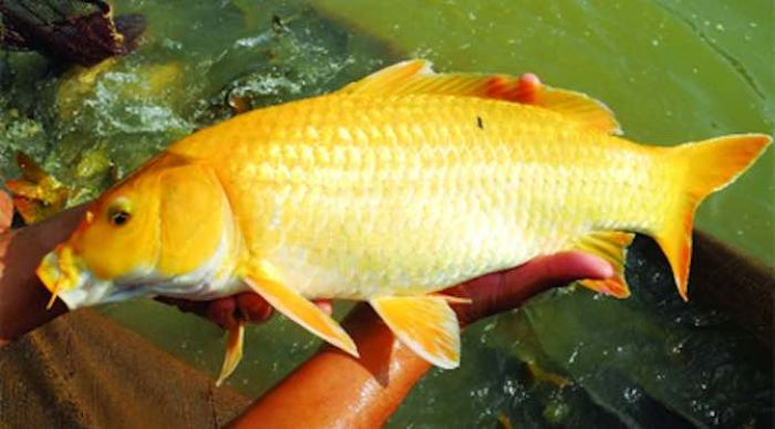 Một trong những điểm khác biệt kỳ lạ nhất giữa cá koi và cá chép có thể được tìm thấy ở vây của chúng. Cá chép thường có gai ở vây, với vây lưng thuôn dài. Khi cá koi phát triển, chúng mất đi những cái gai này và có những chiếc vây trải đẹp như chúng ta có thể thấy ở cá Koi Bướm.