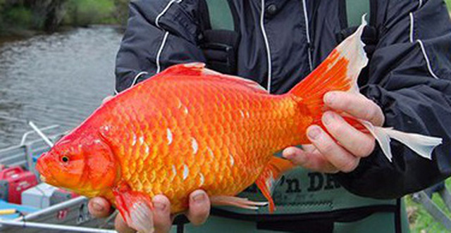 Sự khác biệt lớn cuối cùng giữa cá chép và cá koi nằm ở vảy của chúng. Vảy của cá koi nhỏ hơn, đều đặn hơn và cong hơn vảy của cá chép thông thường.