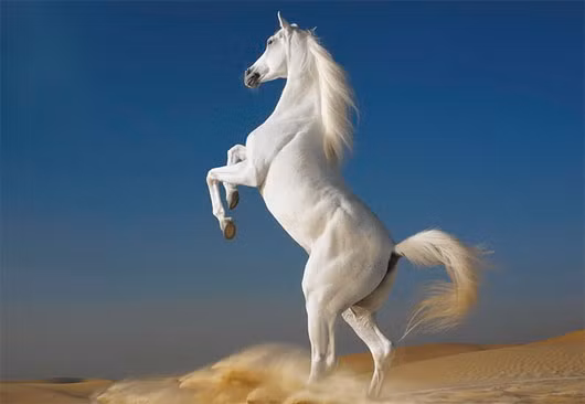  2. Dạ Chiếu Ngọc Sư Tử của Triệu Vân: Dạ Chiếu Ngọc Sư Tử toàn thân lông trắng như tuyết, tương truyền một ngày có thể đi hàng nghìn dặm.