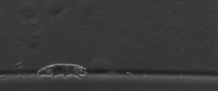 Tardigrades hay "bọ gấu nước" từ lâu đã chứng minh bản chất của những " quái vật bất tử" khi có thể sống sót ở những điều kiện cực đoan mà không sinh vật Trái Đất nào khác tồn tại nổi. Chúng có thể chịu được áp suất từ 0 atm ở môi trường giữa các vì sao đến 1.200 atm tại đáy rãnh Marianas ở Thái Bình Dương, nhiệt độ từ âm 272 độ C đến 150 độ C, "khỏe re" trước bức xạ vũ trụ chết chóc.