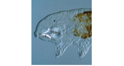 Ốc sên vốn to hơn Tardigrades rất nhiều nên dễ dàng ăn thịt chúng. Chính Tardigrades cũng tự "dẫn xác" đến ốc sên để "quá giang" khi cần di chuyển chặng dài, bởi sự chênh lệch về kích thường cũng giúp ốc sên bò nhanh hơn chúng nhiều. Vậy nếu chúng xui xẻo bị ăn thịt? Các nhà nghiên cứu đã thử hồi sinh 10 con Tardigrades từ phân ốc sên hoang dã tại một khu vườn ở Phần Lan và choáng váng khi 5 con trong số đó sống khỏe.
