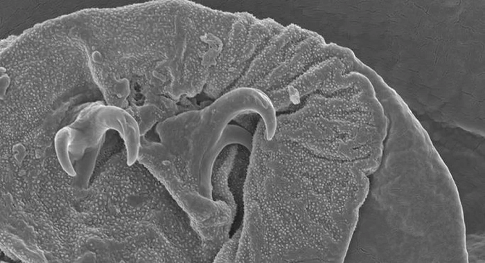 Ban đầu nhóm khoa học gia dẫn đầu bởi nhà sinh vật học Matteo Vecchi từ Trường Đại học Jyvaskyla định thu thập các mẫu rêu, địa y, rễ cỏ và lá rụng từ các cồn cát ở đây. Thế nhưng giữa nơi cực kỳ khó sống này, họ không chỉ phát hiện ra Tardigrades bò ngổn ngang, mà còn phát hiện ra một loài mới.