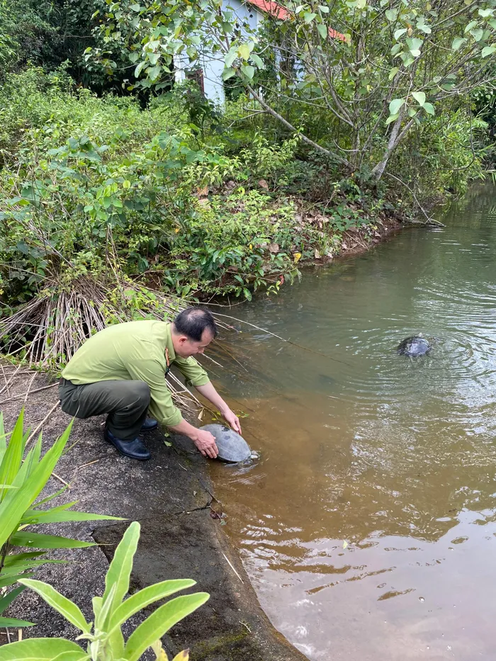 Mới đây, thông tin từ Trung tâm cứu hộ, bảo tồn và phát triển sinh vật - Vườn quốc gia Bù Gia Mập (huyện Bù Gia Mập, tỉnh Bình Phước) cho biết, đơn vị phối hợp Chi cục Kiểm lâm TP HCM, Trạm cứu hộ động vật hoang dã Củ Chi TP HCM vừa thả nhiều loài động vật hoang dã quý hiếm về rừng đặc dụng Vườn quốc gia Bù Gia Mập.