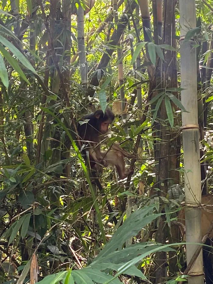 Đợt này có 112 con vật thuộc 20 loài khác nhau được thả về rừng tự nhiên.