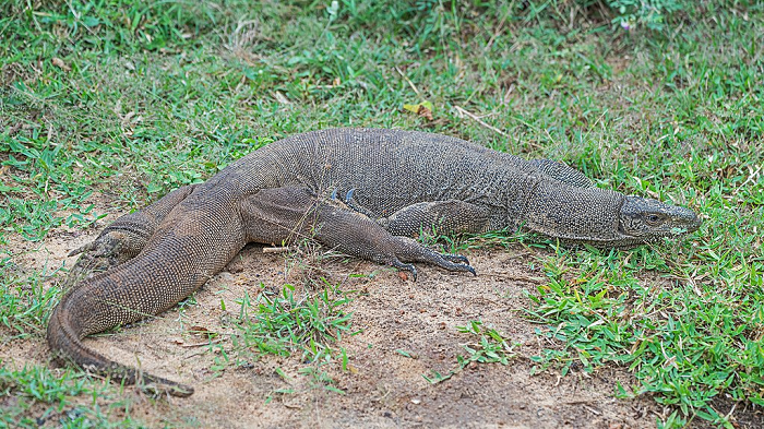 Kì đà vân (Varanus bengalensis) là loài kỳ đà cỡ lớn, phân bố rộng rãi ở khu vực Đông Nam Á. Loài này có chiều dài cơ thể từ đầu mũi đến cuối đuôi có thể lên đến 175 cm.