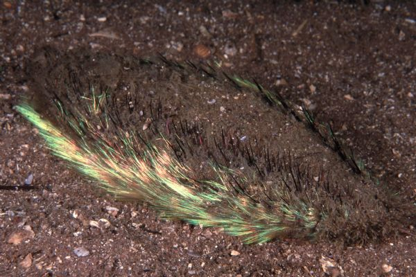 Mặc dù ngoại hình chẳng lấy gì làm xinh đẹp mỹ miều nhưng cái tên khoa học của chuột biển, Aphrodita aculeata lại được đặt theo tên của nữ thần Tình yêu và Sắc đẹp của Hy Lạp. Điều này được lý giải là do khi lật ngửa chuột biển lên, hình dáng mặt bụng của nó có cấu tạo hệt như bộ phận sinh dục của nữ giới.