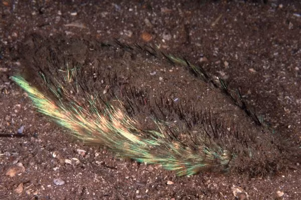 Mặc dù ngoại hình chẳng lấy gì làm xinh đẹp mỹ miều nhưng cái tên khoa học của chuột biển, Aphrodita aculeata lại được đặt theo tên của nữ thần Tình yêu và Sắc đẹp của Hy Lạp. Điều này được lý giải là do khi lật ngửa chuột biển lên, hình dáng mặt bụng của nó có cấu tạo hệt như bộ phận sinh dục của nữ giới.