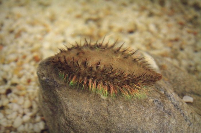 Chuột biển là một loài sinh vật kỳ lạ có tên khoa học là Aphrodita Aculeata. Tuy rằng có cái tên chuột biển nhưng loài này không phải là một loài động vật có xương sống, thực tế chuột biển là một loại sâu biển nhiều lông tơ.